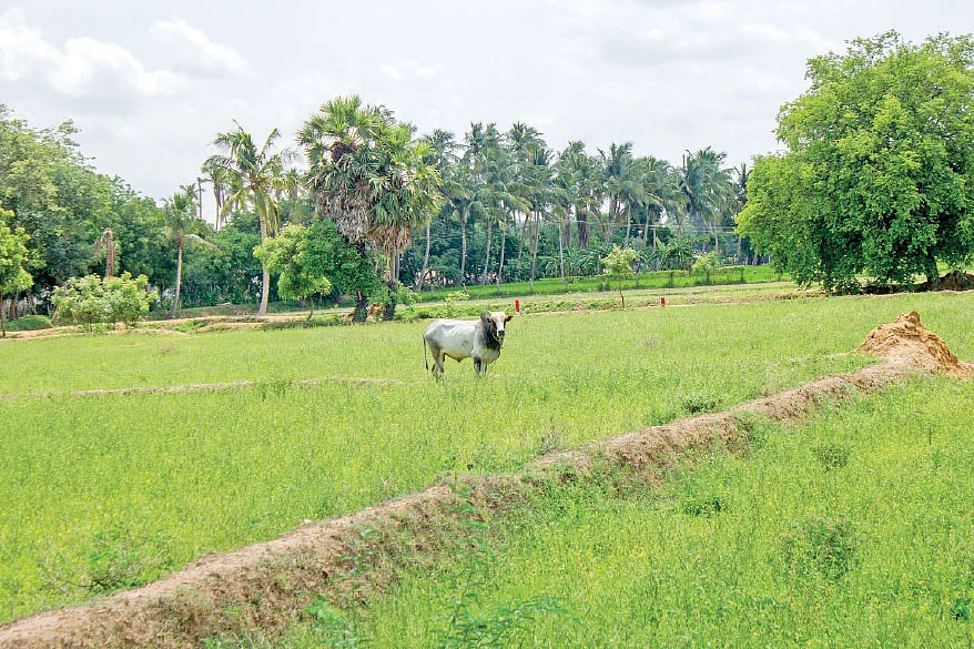 மாடு