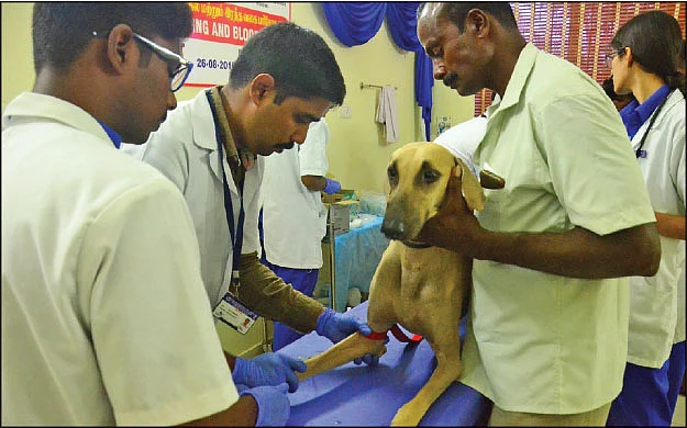 நாட்டு நாய்களுக்கு ‘மைக்ரோசிப்!’