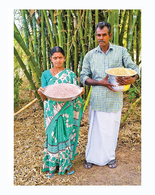ரூ.1,60,000... மாப்பிள்ளைச் சம்பா, கிச்சிலிச் சம்பா மதிப்புக்கூட்டினால் லாபம் நிச்சயம்!
