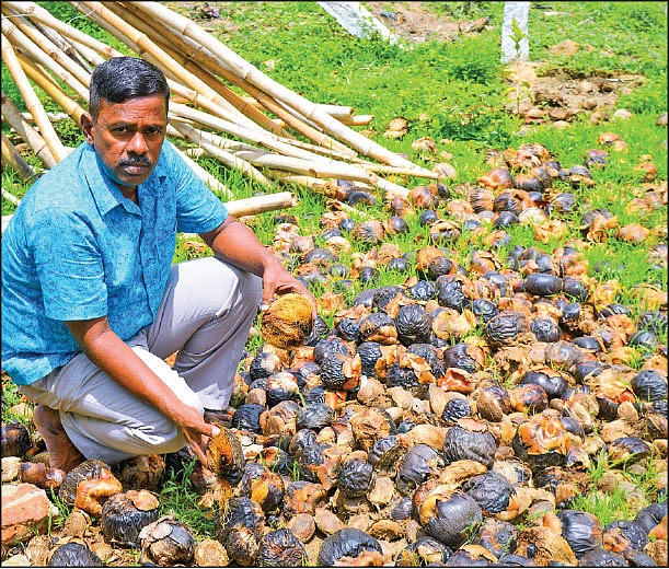 பனைவிதைகளுடன் ராஜவேலு