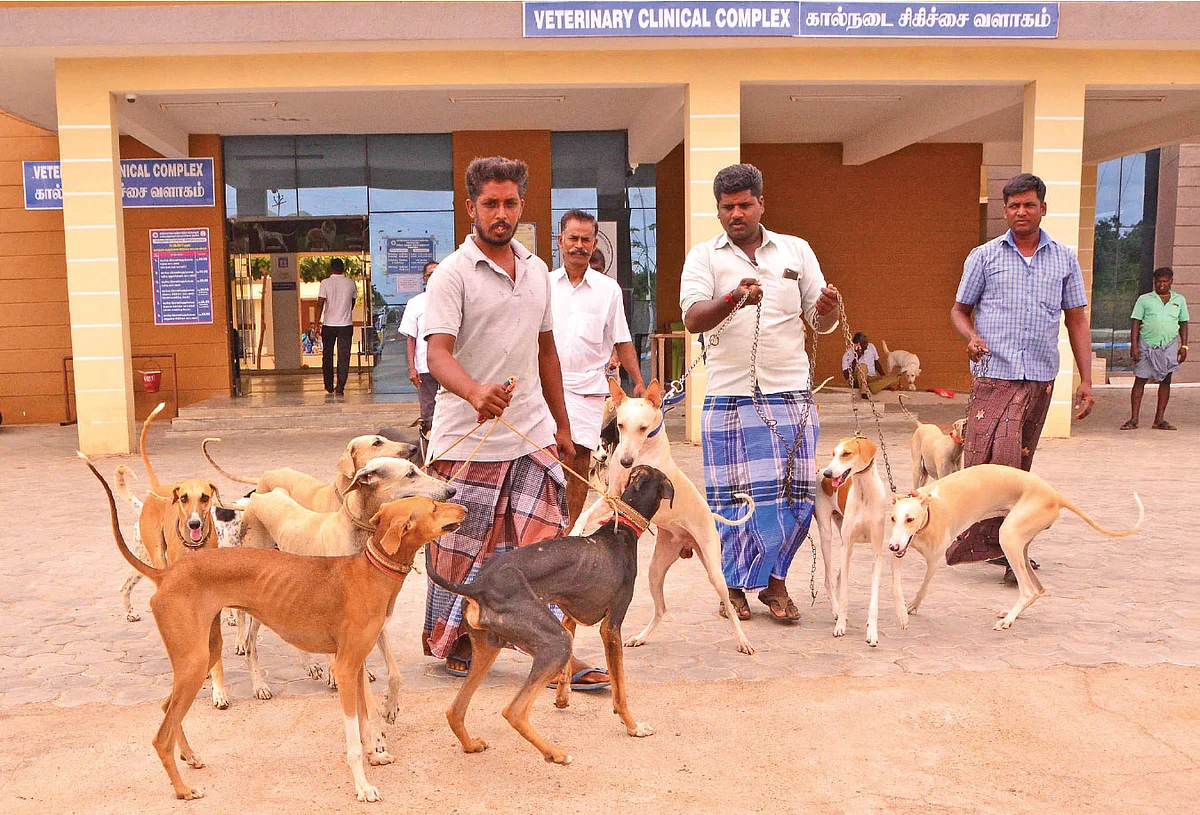 நாட்டு நாய்களுக்கு ‘மைக்ரோசிப்!’