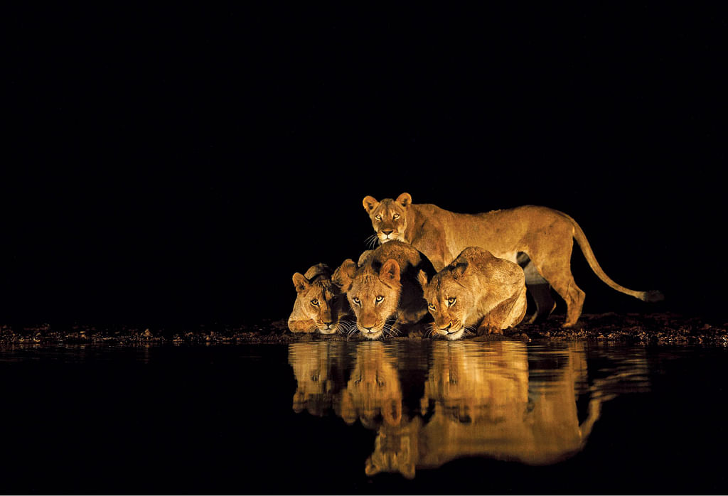 lion