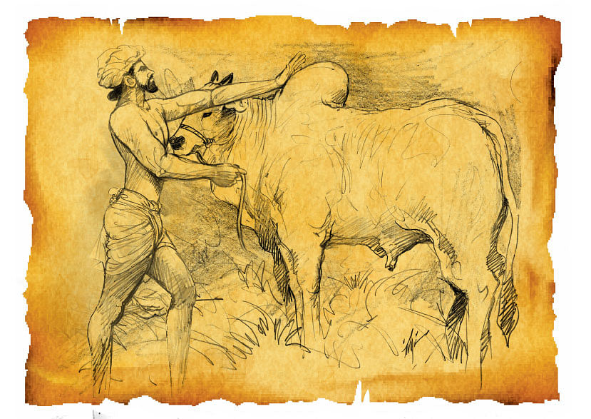 'Bos Indicus’ திமில் கொண்ட காளை