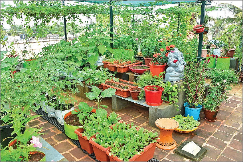 தொட்டிகள் மற்றும் பைகளில் வளரும் செடிகள்