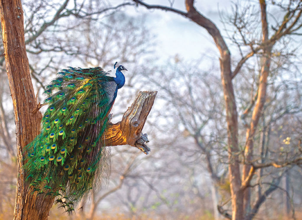 peacocks
