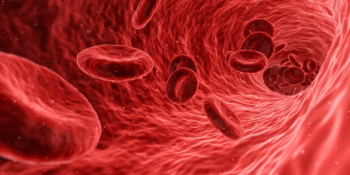 Blood vessels
