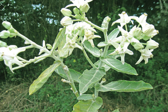 வெள்ளெருக்கு