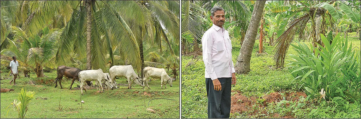 தோட்டத்தில் மாடுகள், தோட்டத்தில்