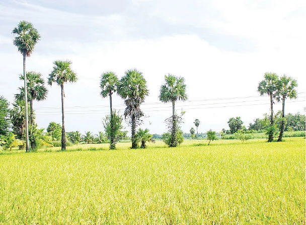 8 ஏக்கர் 3,75,000 ரூபாய்... நவீன நெல் ரகங்களையும் மதிப்புக்கூட்டலாம்!