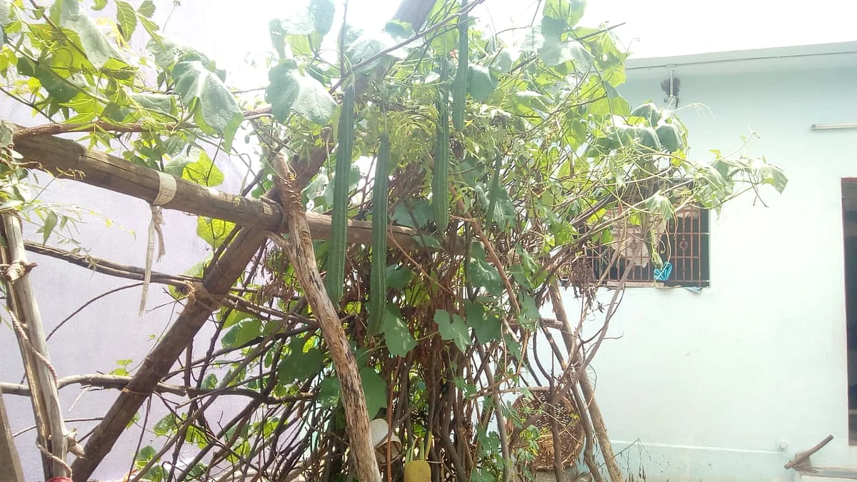 காய்கறித் தோட்டம்
