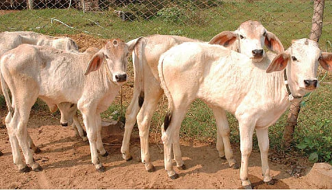 கால்நடைப் பராமரிப்பு