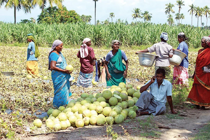 70 நாள்கள், 80 சென்ட், ரூ.1 லட்சம்... முத்தான வருமானம் கொடுக்கும் முலாம்பழம்!