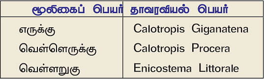 நல்மருந்து 2.0 - குதிகால் வலி நீக்கும் எருக்கு! தோல் நோயைக் குணமாக்கும் வெள்ளறுகு!