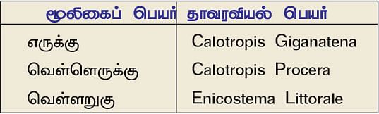 நல்மருந்து 2.0 -  குதிகால் வலி நீக்கும் எருக்கு! தோல் நோயைக் குணமாக்கும் வெள்ளறுகு!