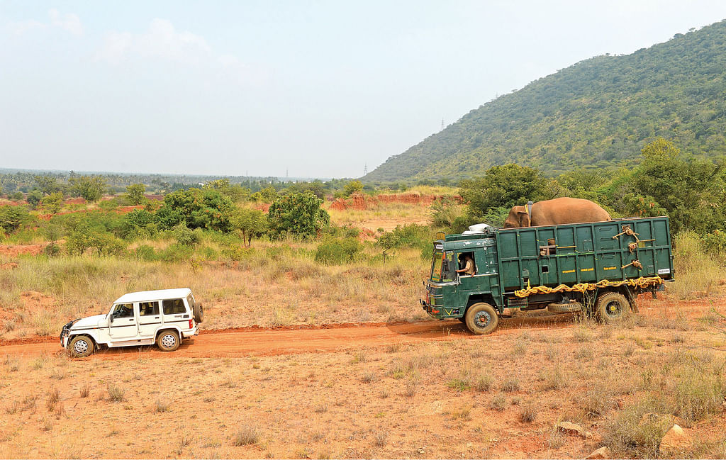 யானையும், லாரியும்