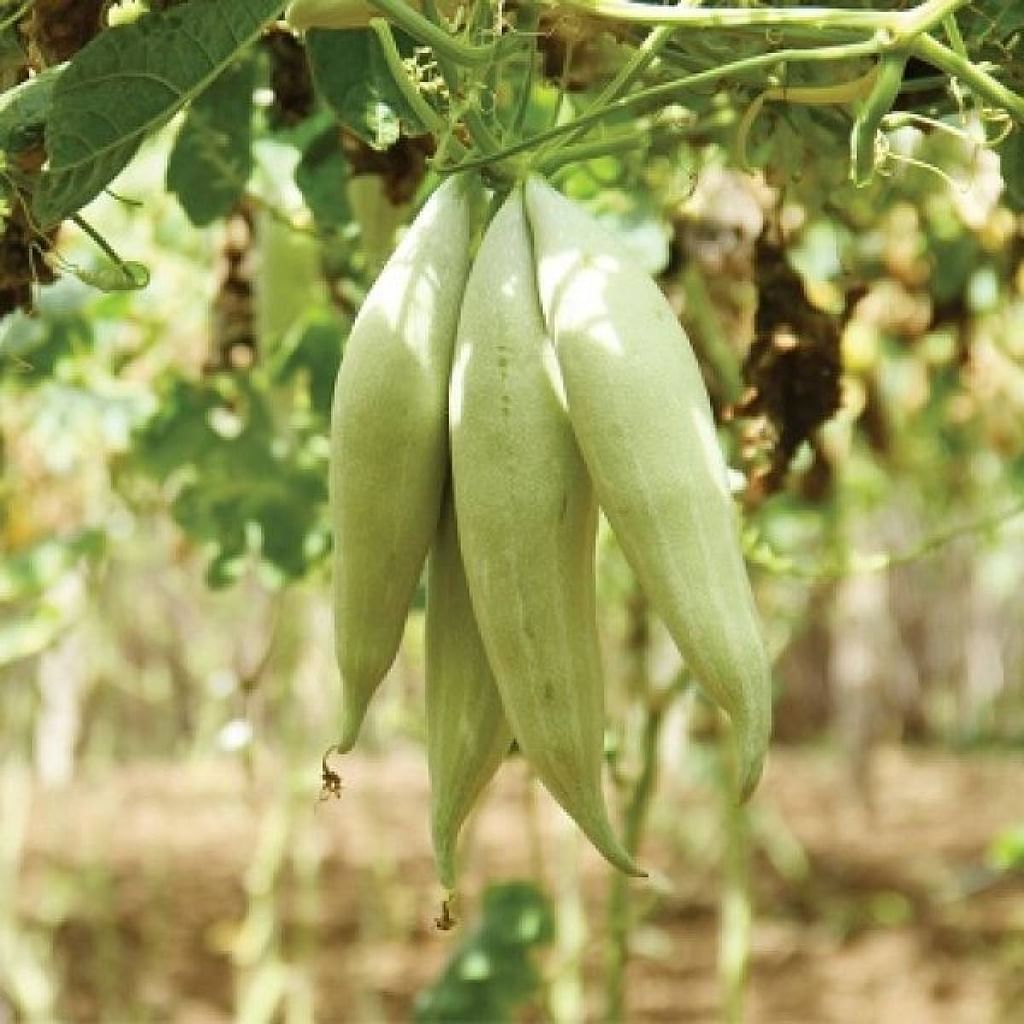 Snake Gourd (Vegetable)