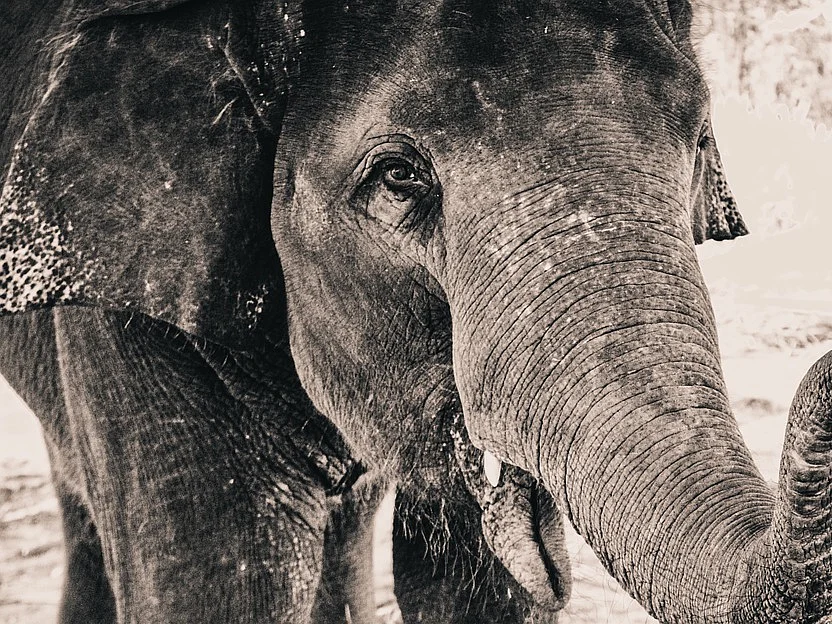 கடலில் வாழ்ந்தனவா யானைகள்!? ஆச்சர்ய ரகசியம் #CelebrateElephants