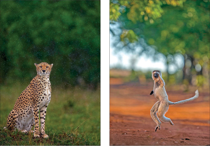 Leopard, Monkey