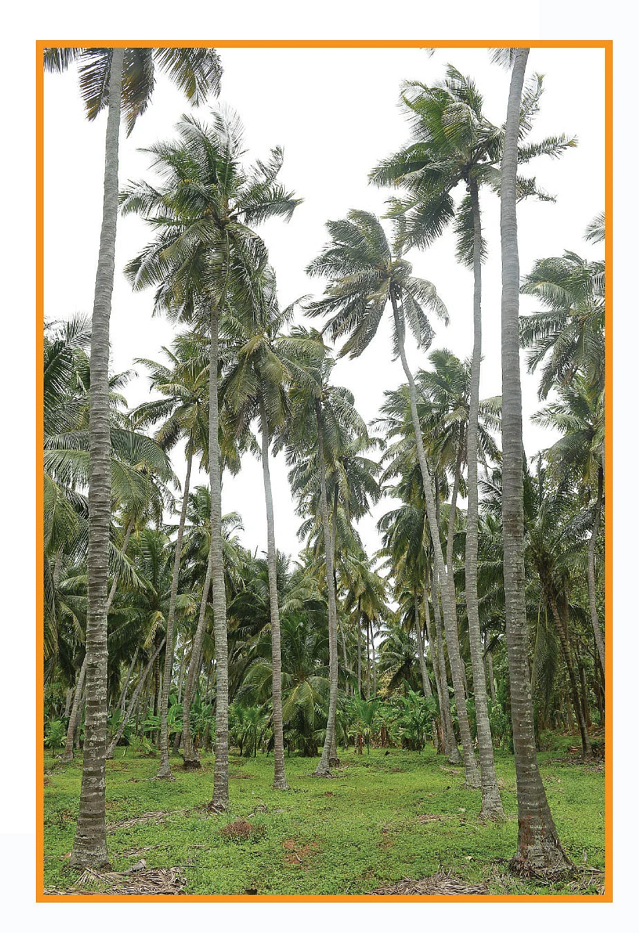 ஜீவாமிர்தத்தில் பராமரிக்கப்படும் தென்னை மரங்கள்