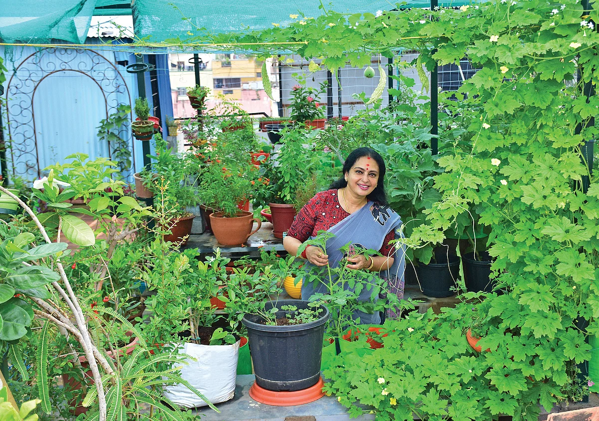 பசுமை சூழ்ந்த மாடித்தோட்டச் செடிகளுக்கு மத்தியில் நடிகை சீதா