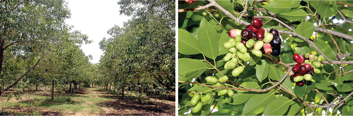 எந்த நிலத்தில் நாவல் வளரும்?