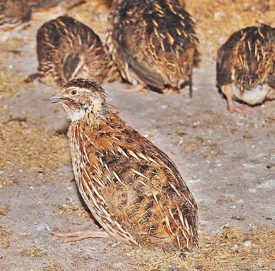 நாட்டுக்கோழி வளர்ப்பு