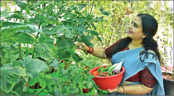 காய்கறி அறுவடையில்