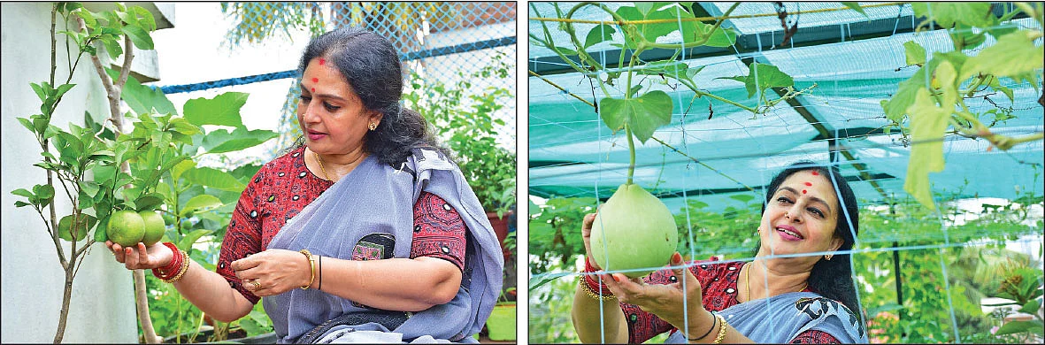 1,500 சதுர அடியில் அழகான தோட்டம்! - நடிகை சீதாவின் மாடித்தோட்ட அனுபவம்!