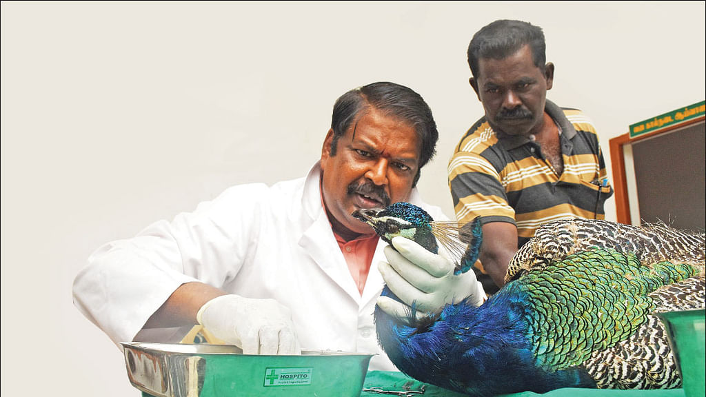 அசோகன்