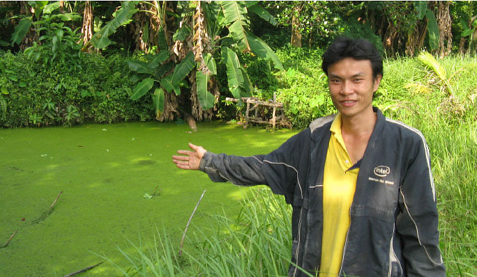 மலேசியாவில் தவளை வளர்க்கும் சீன விவசாயி