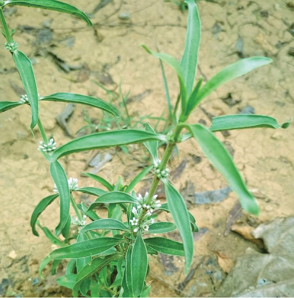 வெள்ளறுகு