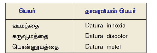 நல்மருந்து 2.0 - வெறிநாய்க்கடி, சர்க்கரை புண்ணைக் குணமாக்கும் ஊமத்தை!