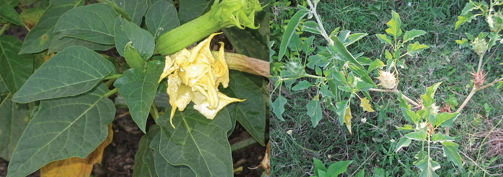 பொன் ஊமத்தை, முள் ஊமத்தை