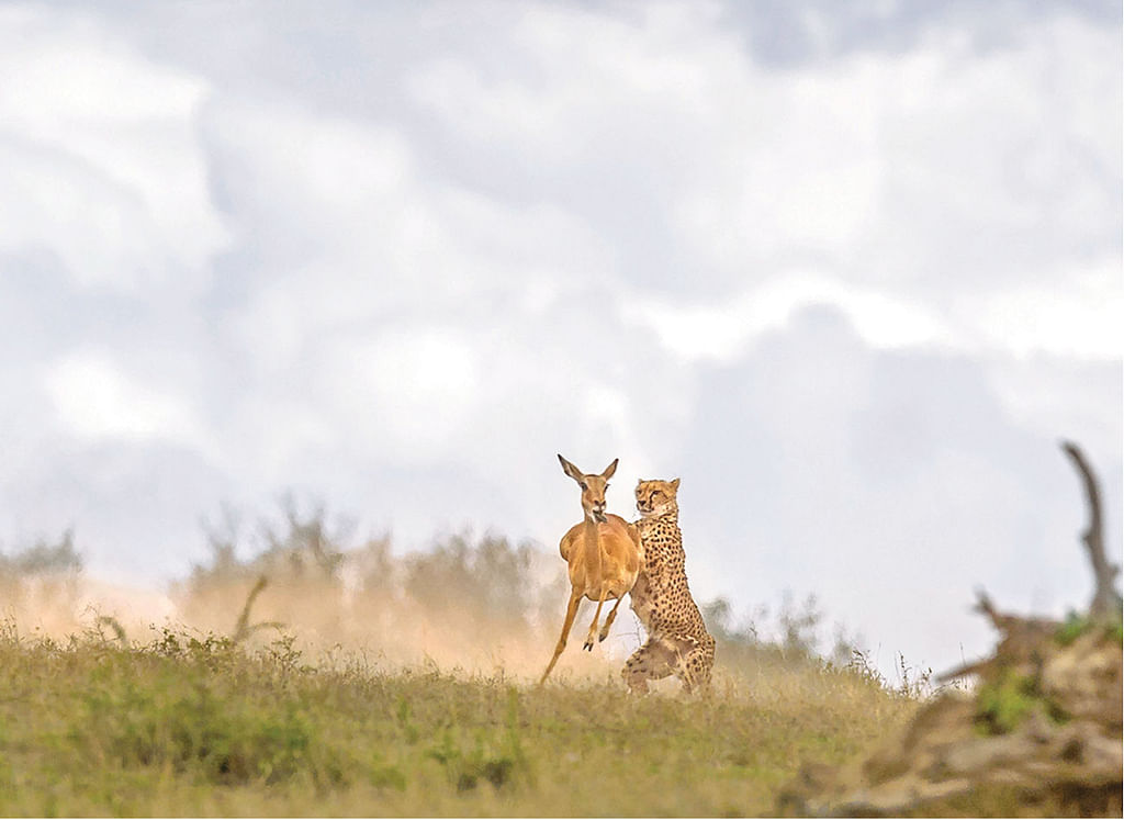 Deer, Leopard