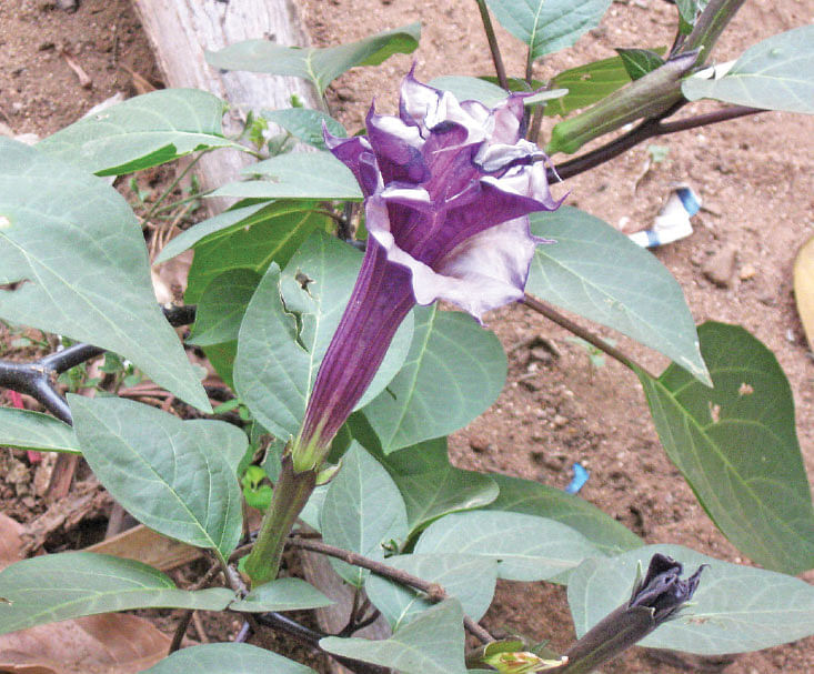 கருவூமத்தை