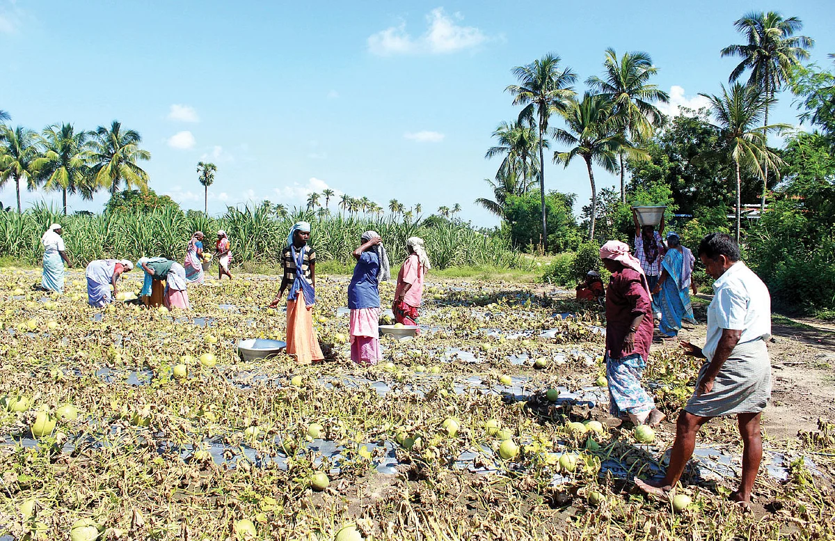 முலாம்பழ அறுவடையில்...