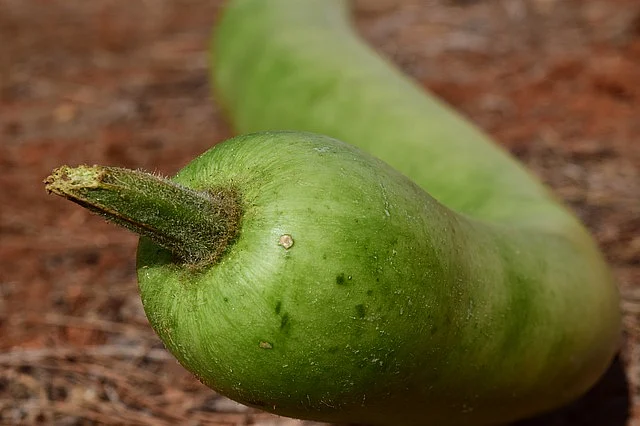 Zucchini