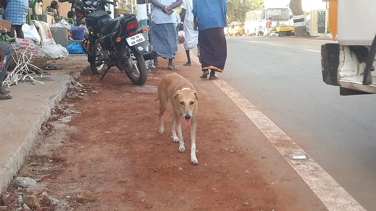 தெருக்களில் திரியும் நாய்