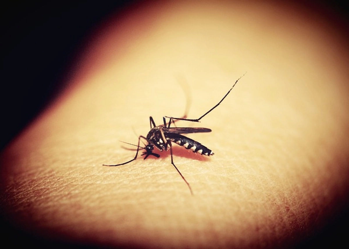 Mosquito (Represetational Image)