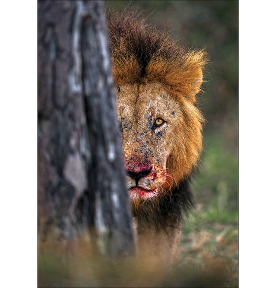 Lion