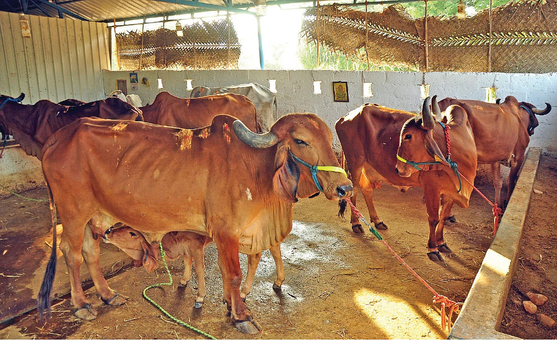 கால்நடைப் பராமரிப்பு