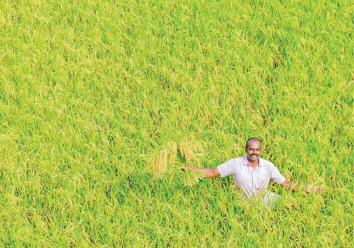 பரந்து விரிந்த நெல் வயலில் இளங்கோ