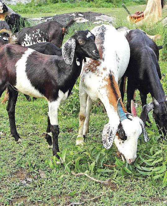 வெள்ளாடு வளர்ப்பு