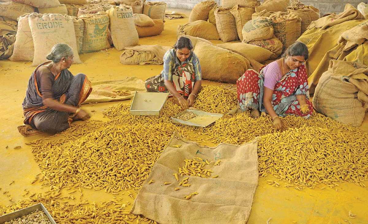 7 ஆண்டுகளாக உயராத மஞ்சள் விலை! - மாற்றுப் பயிர் நாடும் விவசாயிகள்!