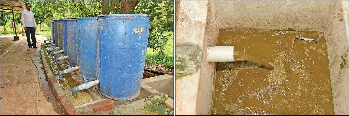 ஜீவாமிர்தம் தயாரிக்கும் டிரம்கள், ஜீவாமிர்தம் சேகரமாகும் இடம்