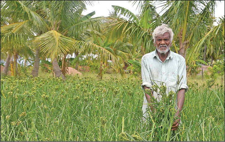 கேழ்வரகு வயலில்