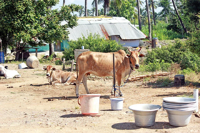 மாடுகள்