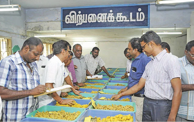 7 ஆண்டுகளாக உயராத மஞ்சள் விலை! - மாற்றுப் பயிர் நாடும் விவசாயிகள்!