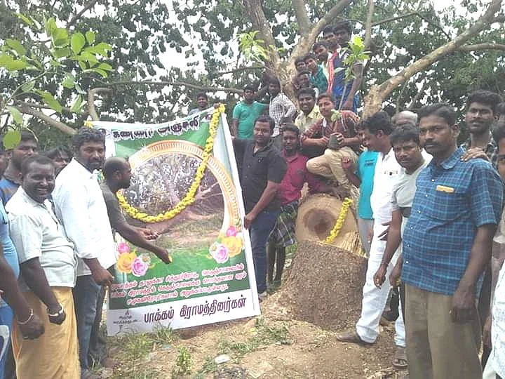 `நள்ளிரவில் வெட்டிச் சாய்க்கப்பட்ட மரம்!’ - 100 மரக்கன்றுகள் நட்டு அஞ்சலி செலுத்திய கிராமம்