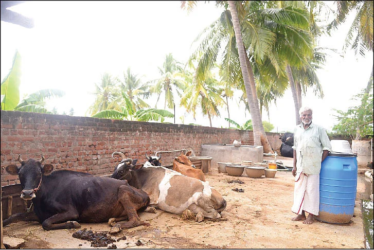 பண்ணையில் மாடுகளுடன்...